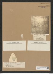 Diatomeae indet. Zeichnungen Sammlung Grunow Nr. 6721 (NHMW-BOT-W0375540)